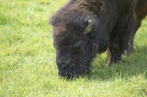 Bison Foto stock