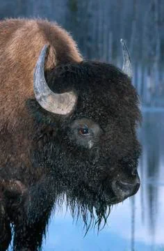 Bison Stock Photos