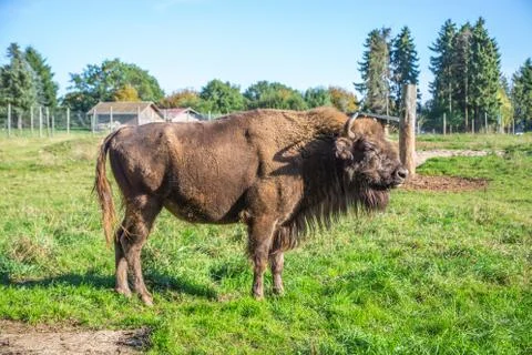 Bison Stock Photos