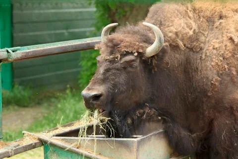 Bison Foto stock