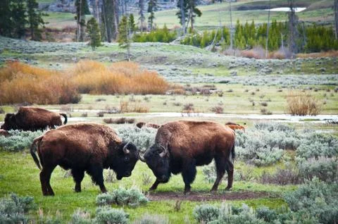 Bison Photos