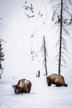Bison Stock Photos