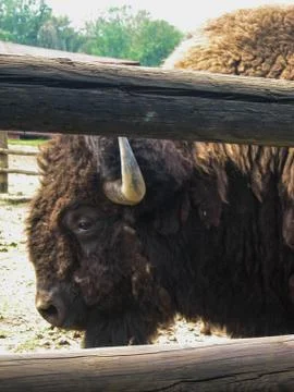 Bison Stock Photos