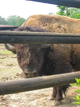 Bison Stock Photos