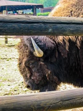 Bison Stock Photos