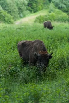 Bison Stock Photos