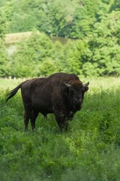 Bison Stock Photos