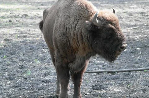Bison Stock Photos
