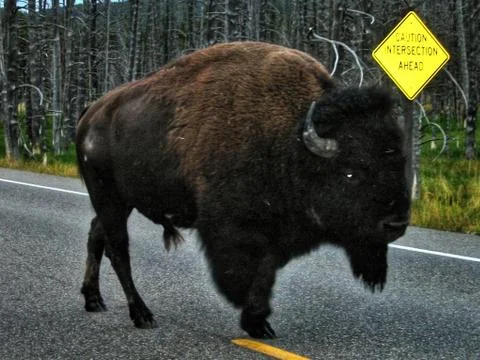 Bison Foto stock