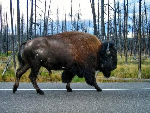 Bison Stock Photos