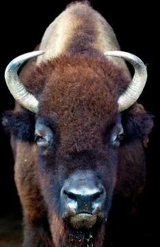 Bison Stock Photos