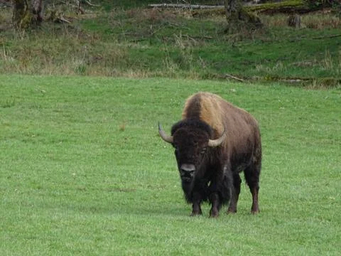 Bison Stock Photos