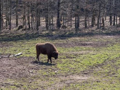 Bison Foto stock