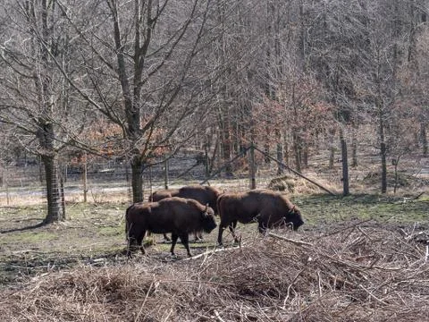 Bison Foto stock