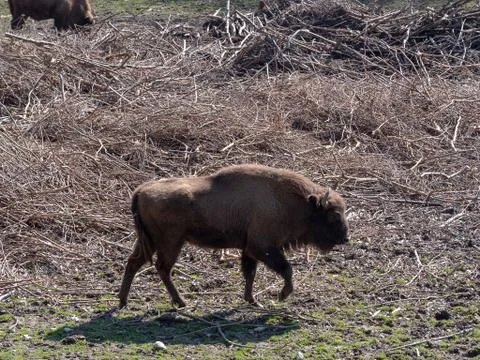 Bison Stock-Fotos