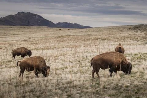 Bison Foto stock