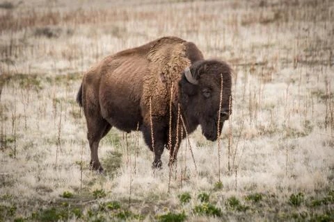 Bison Foto stock