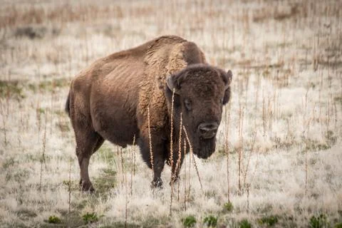 Bison Foto stock