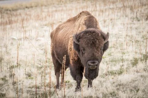 Bison Foto stock