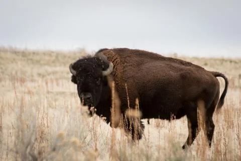Bison Stock Photos