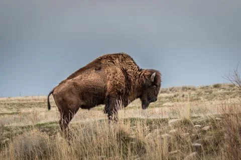 Bison Stock Photos