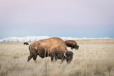 Bison Foto stock