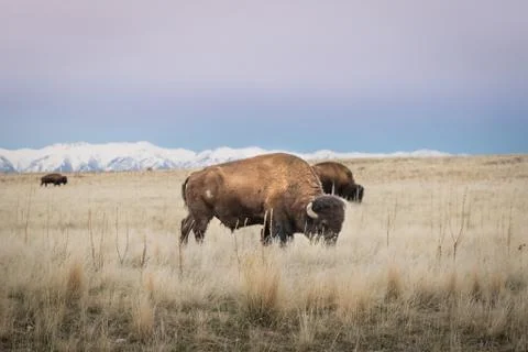 Bison Foto stock