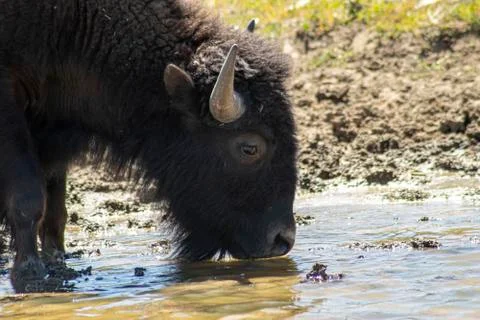Bison Stock Photos