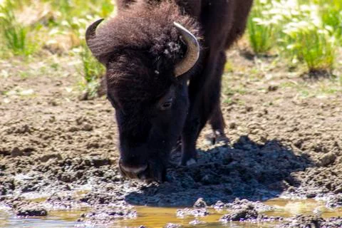 Bison Stock Photos