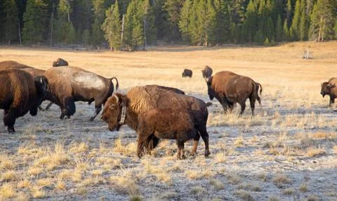 Bison Stock Photos
