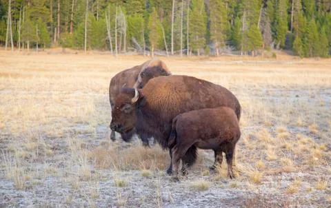 Bison Stock Photos