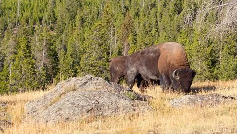 Bison Stock Photos
