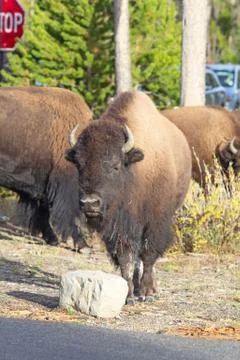 Bison Stock Photos
