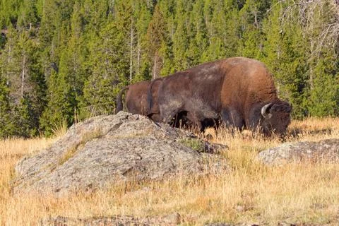 Bison Stock Photos