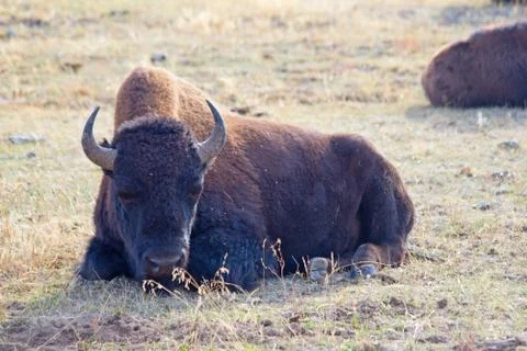 Bison Foto stock