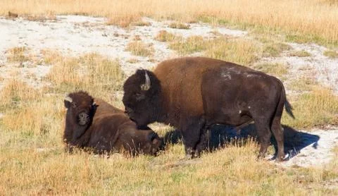 Bison Stock Photos