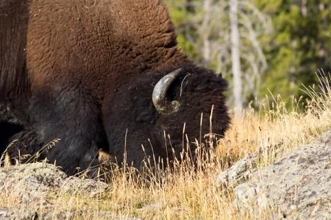 Bison Stock Photos