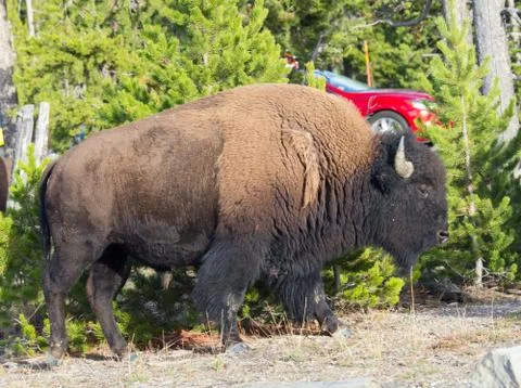 Bison Stock Photos