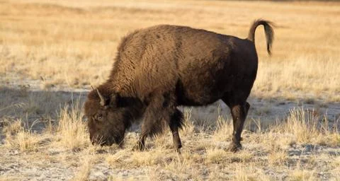 Bison Stock Photos
