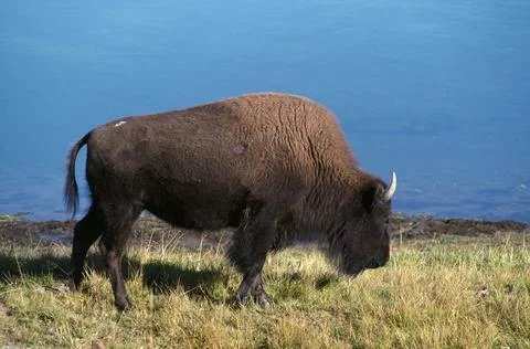 Bison Foto stock