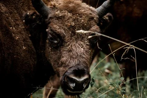 Bison Stock Photos