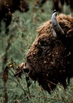 Bison Stock Photos