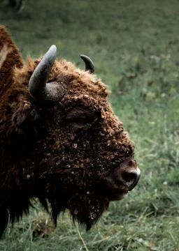 Bison Stock Photos