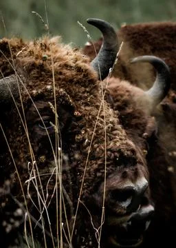 Bison Stock Photos