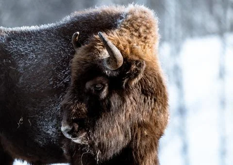 Bison Stock Photos