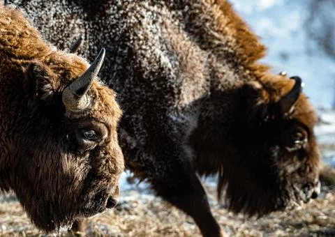 Bison Stock Photos