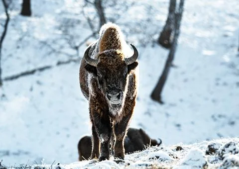 Bison Stock Photos
