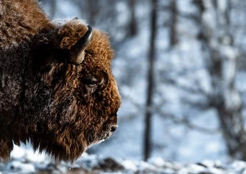 Bison Stock Photos