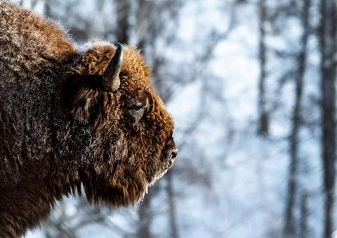 Bison Stock Photos