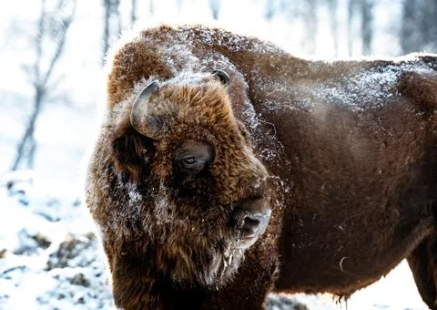 Bison Stock Photos